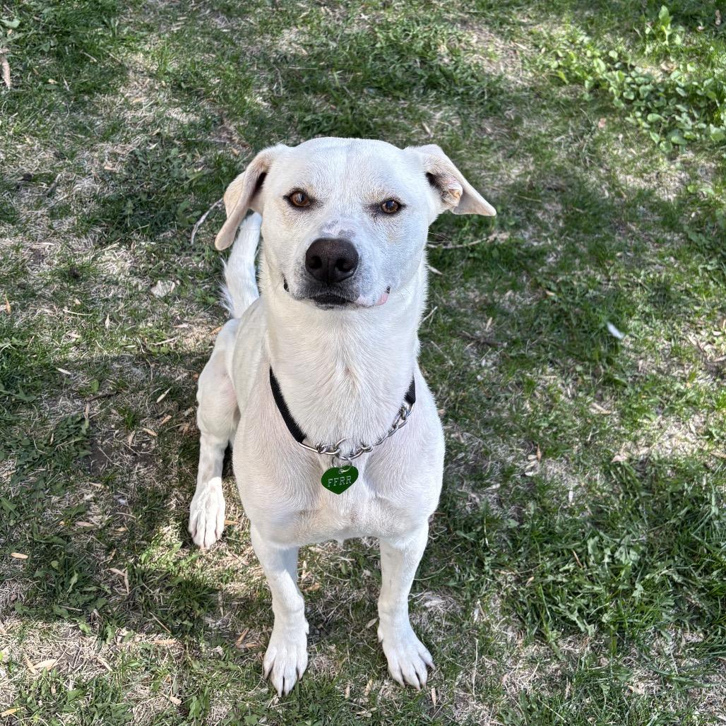 Enlarge Robbie, a Adoptable Mixed Breed in Bismarck, ND image 5/6