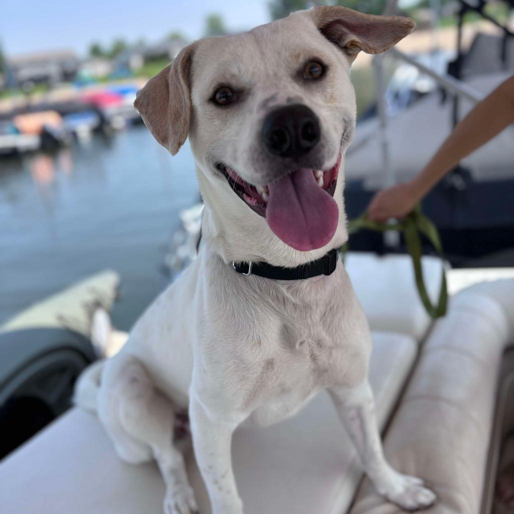 Enlarge Robbie, a Adoptable Mixed Breed in Bismarck, ND image 6/6