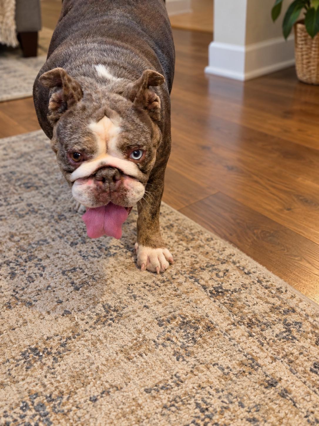 Enlarge Moana, a Adoptable English Bulldog in Ione, CA image 3/3