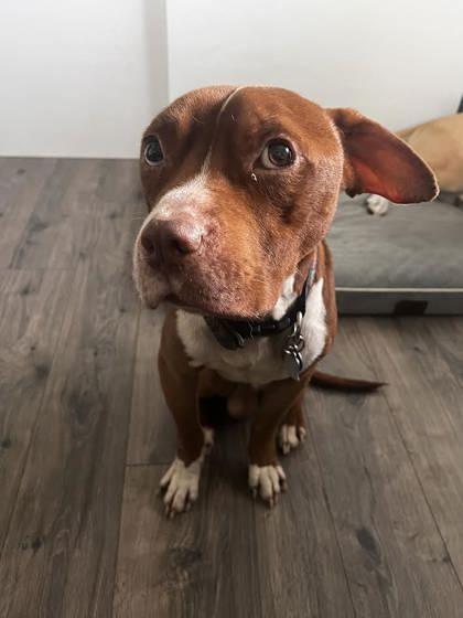 Enlarge Peanut Butter (159025) (In a foster home), a ADOPTABLE Pit Bull Terrier in Baton Rouge, LA image 4/4