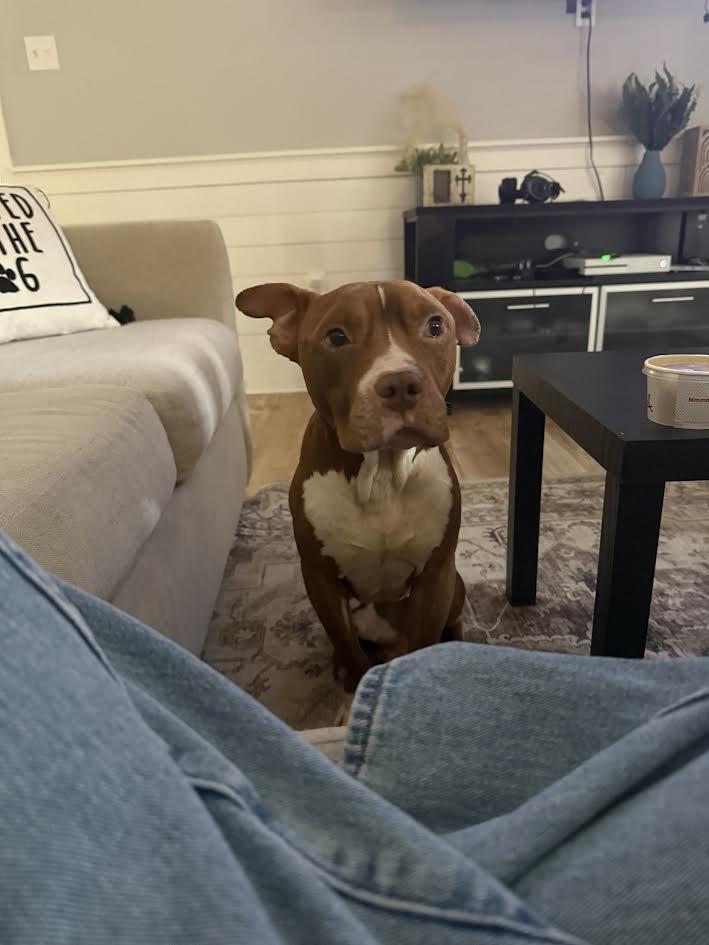 Enlarge Peanut Butter (159025) (In a foster home), a ADOPTABLE Pit Bull Terrier in Baton Rouge, LA image 1/4