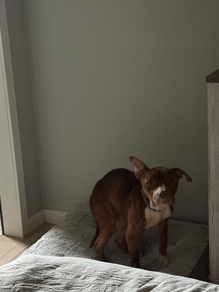 Enlarge Peanut Butter (159025) (In a foster home), a ADOPTABLE Pit Bull Terrier in Baton Rouge, LA image 3/4