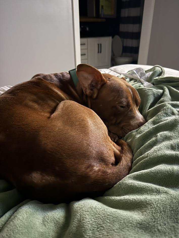 Enlarge Peanut Butter (159025) (In a foster home), a ADOPTABLE Pit Bull Terrier in Baton Rouge, LA image 2/4