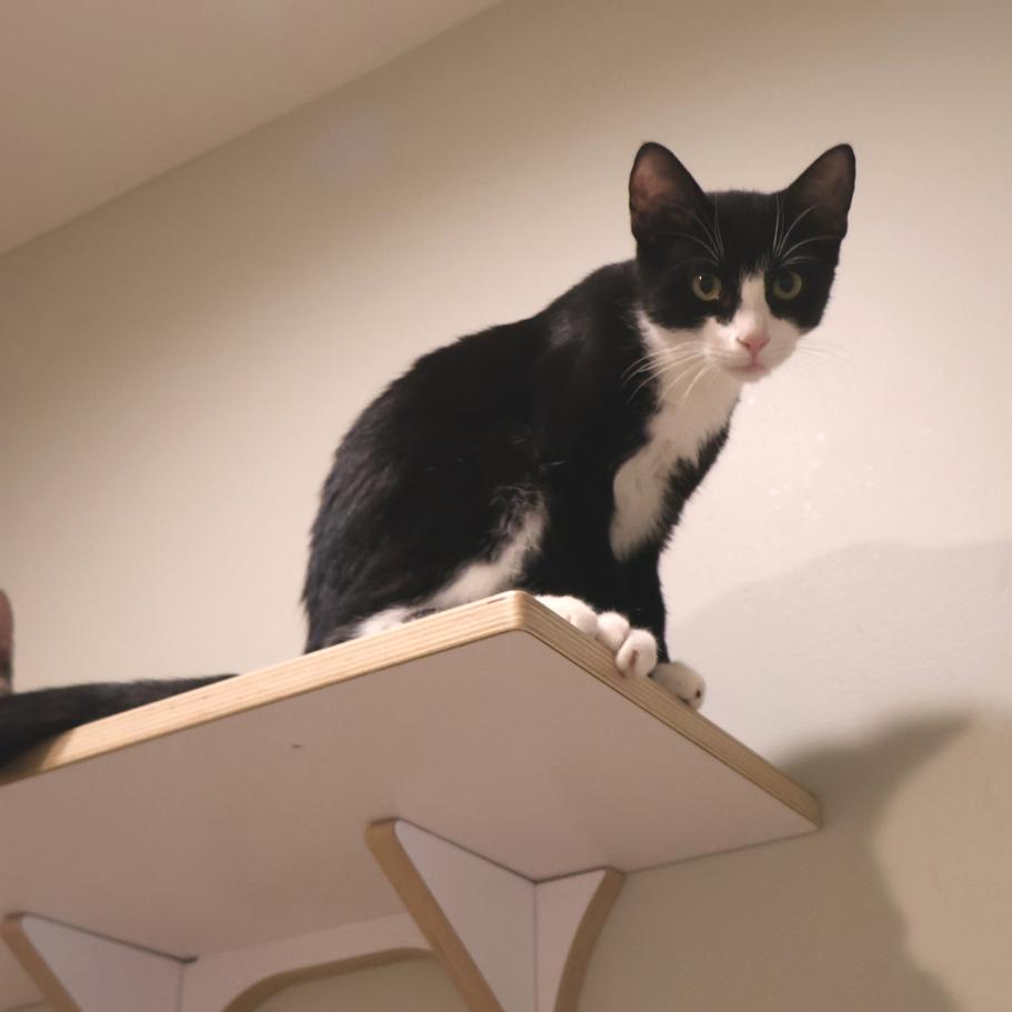 Enlarge Bruce, a Adoptable Domestic Short Hair in Saint Charles, MO image 1/3