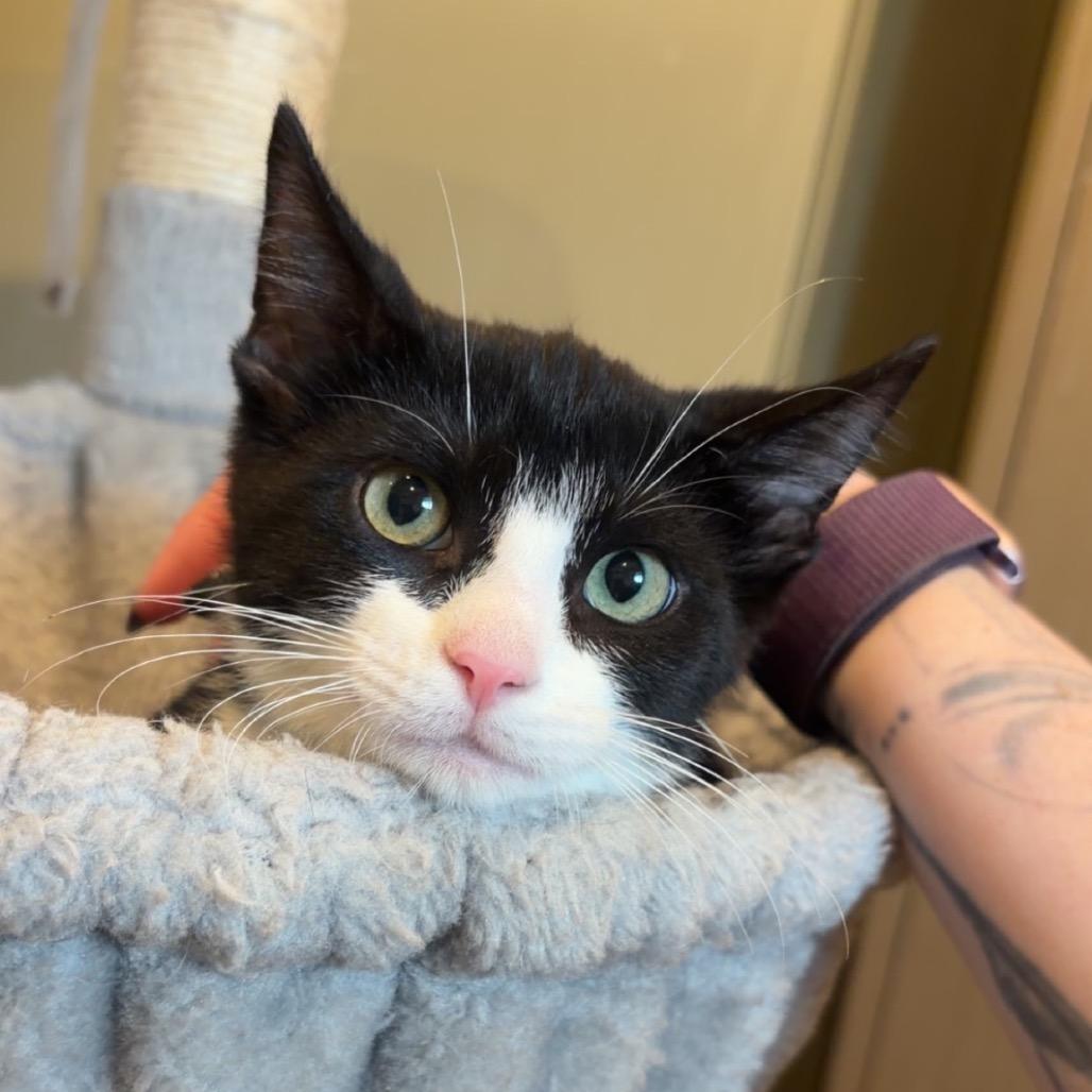 Enlarge Bruce, a Adoptable Domestic Short Hair in Saint Charles, MO image 2/3