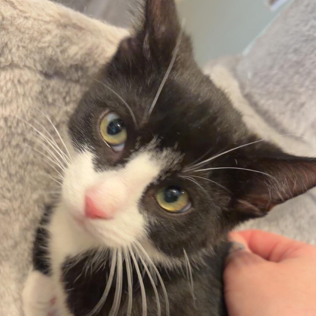 Enlarge Bruce, a Adoptable Domestic Short Hair in Saint Charles, MO image 3/3