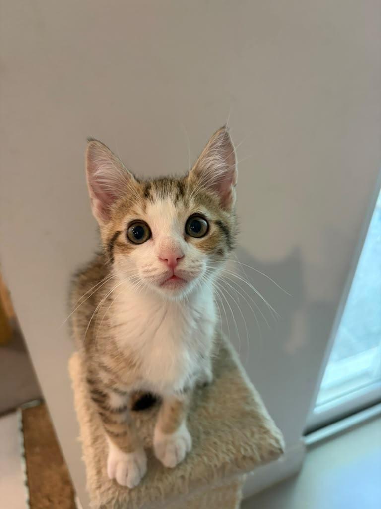 Pixie, a Adoptable Domestic Short Hair in Gainesville, FL image 2/5