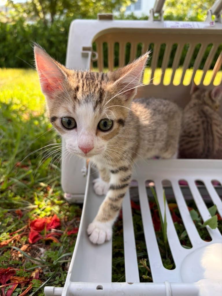 Pixie, a Adoptable Domestic Short Hair in Gainesville, FL image 5/5
