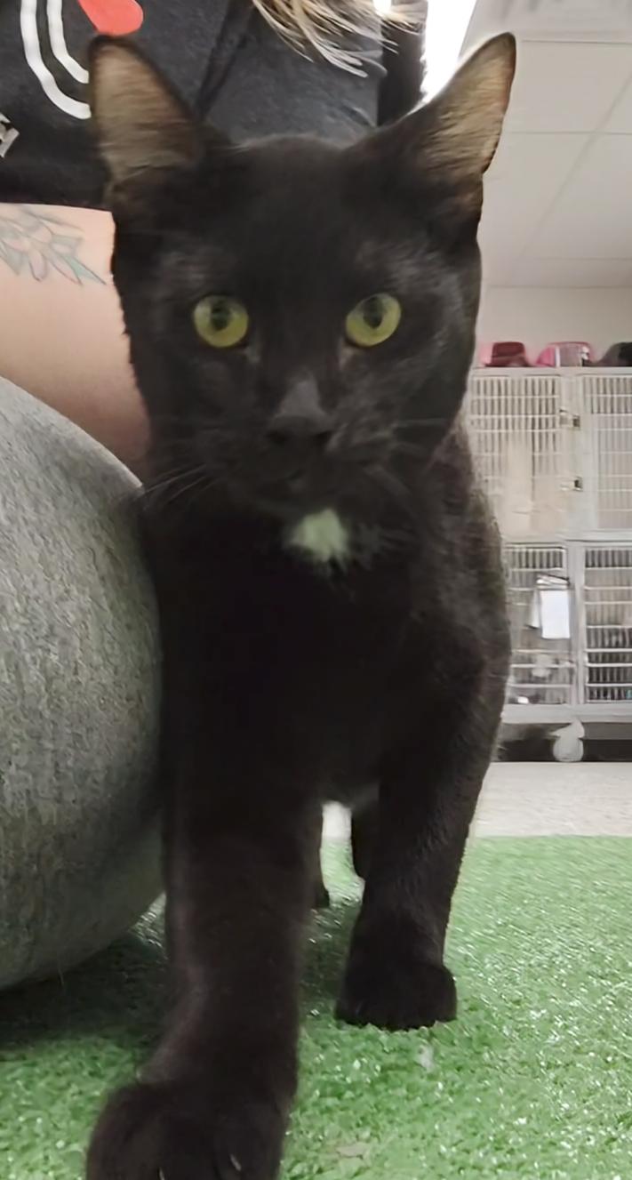 Enlarge Badlands, a Adoptable Domestic Short Hair in Richmond, MO image 1/1