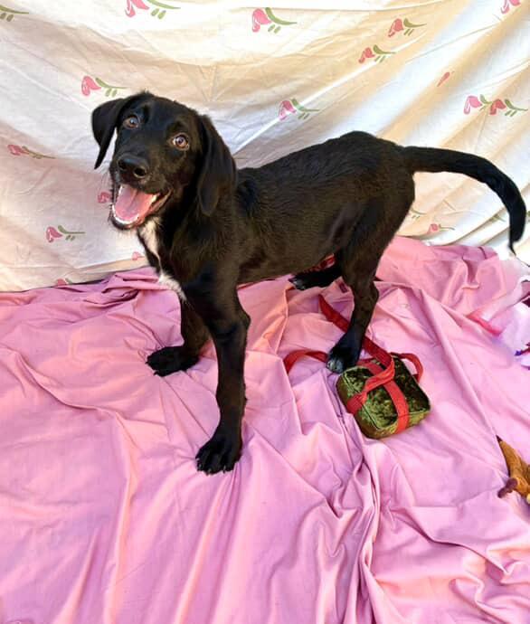 Parmeson, a Adoptable mixed breed in Brooklyn, NY image 1/3