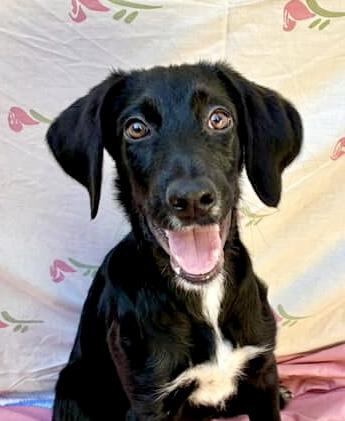 Parmeson, a Adoptable mixed breed in Brooklyn, NY image 2/3