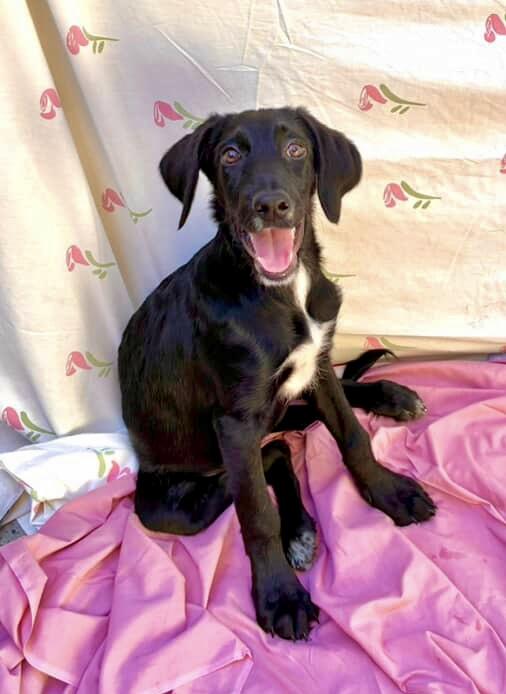 Parmeson, a Adoptable mixed breed in Brooklyn, NY image 3/3