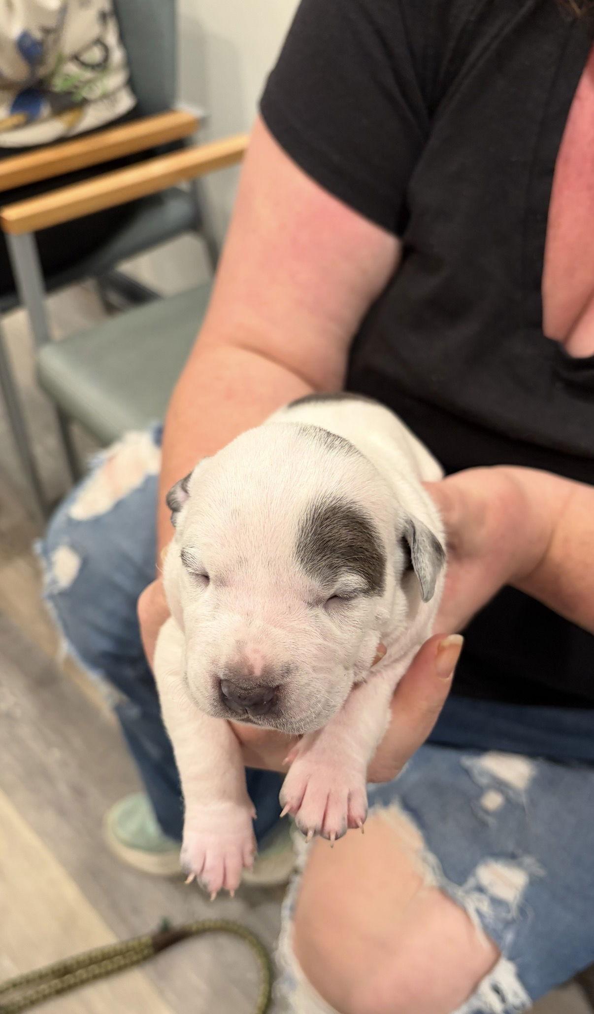 MJ, Adoptable, Puppy Female American Bulldog & Pit Bull Terrier.