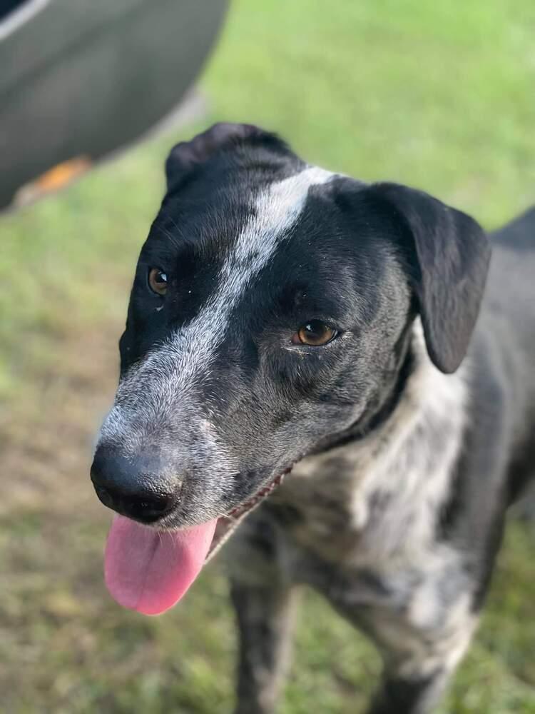 Pieper, Adopted, Young Female Australian Cattle Dog / Blue Heeler.