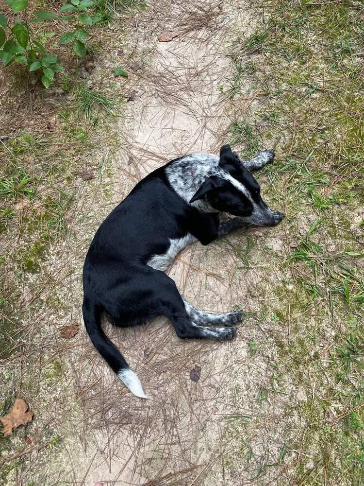 Pieper, a Adopted mixed breed in Silsbee, TX image 2/6