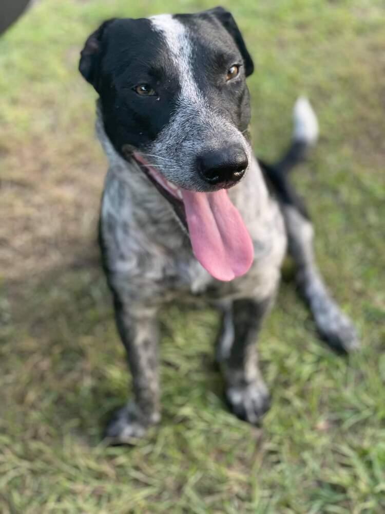 Pieper, a Adopted mixed breed in Silsbee, TX image 3/6