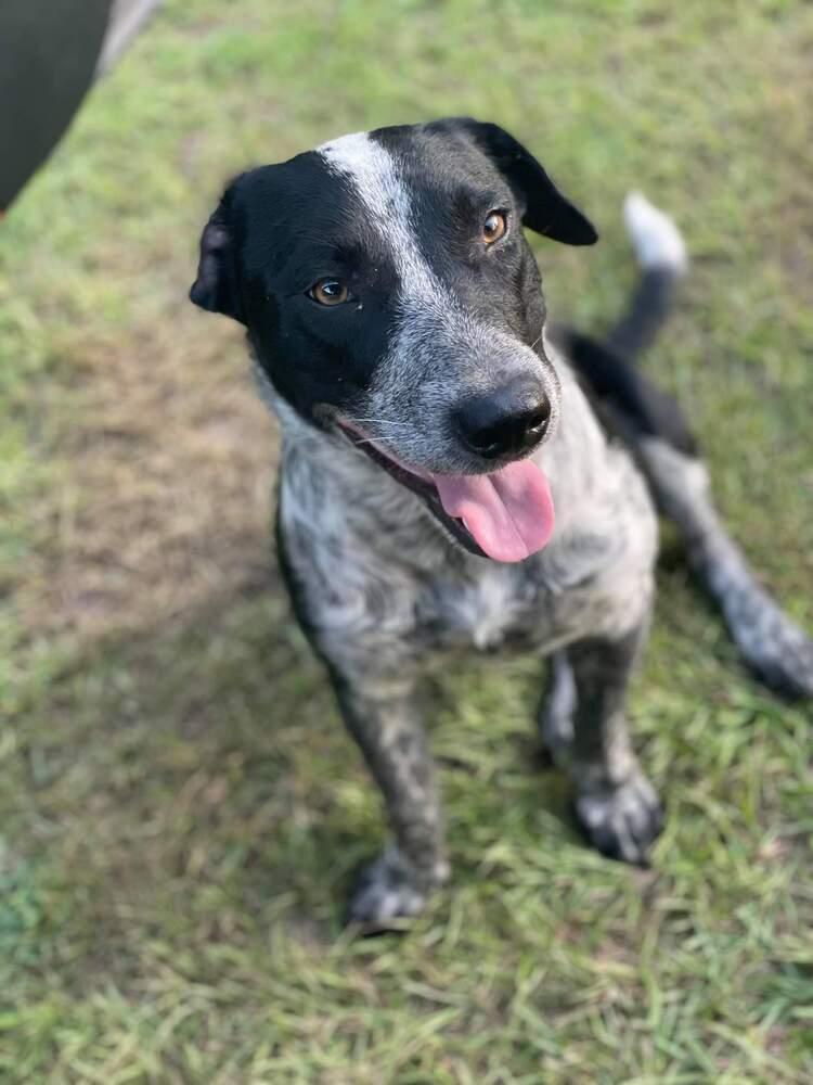 Pieper, a Adopted mixed breed in Silsbee, TX image 4/6