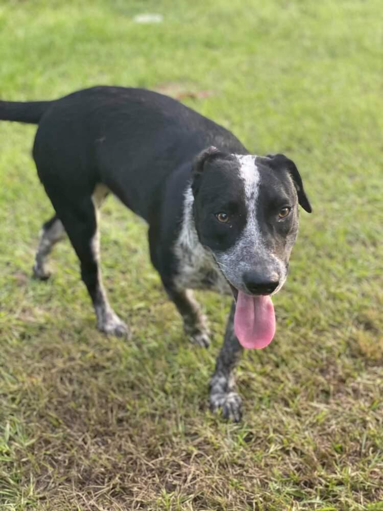 Pieper, a Adopted mixed breed in Silsbee, TX image 5/6