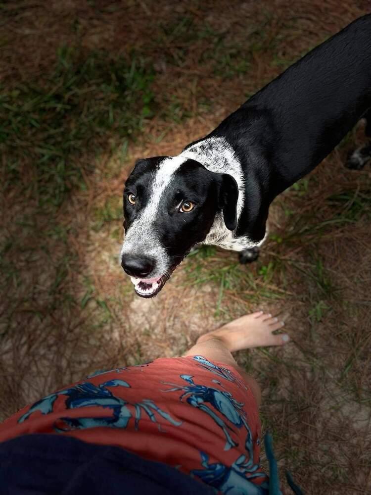 Pieper, a Adopted mixed breed in Silsbee, TX image 6/6