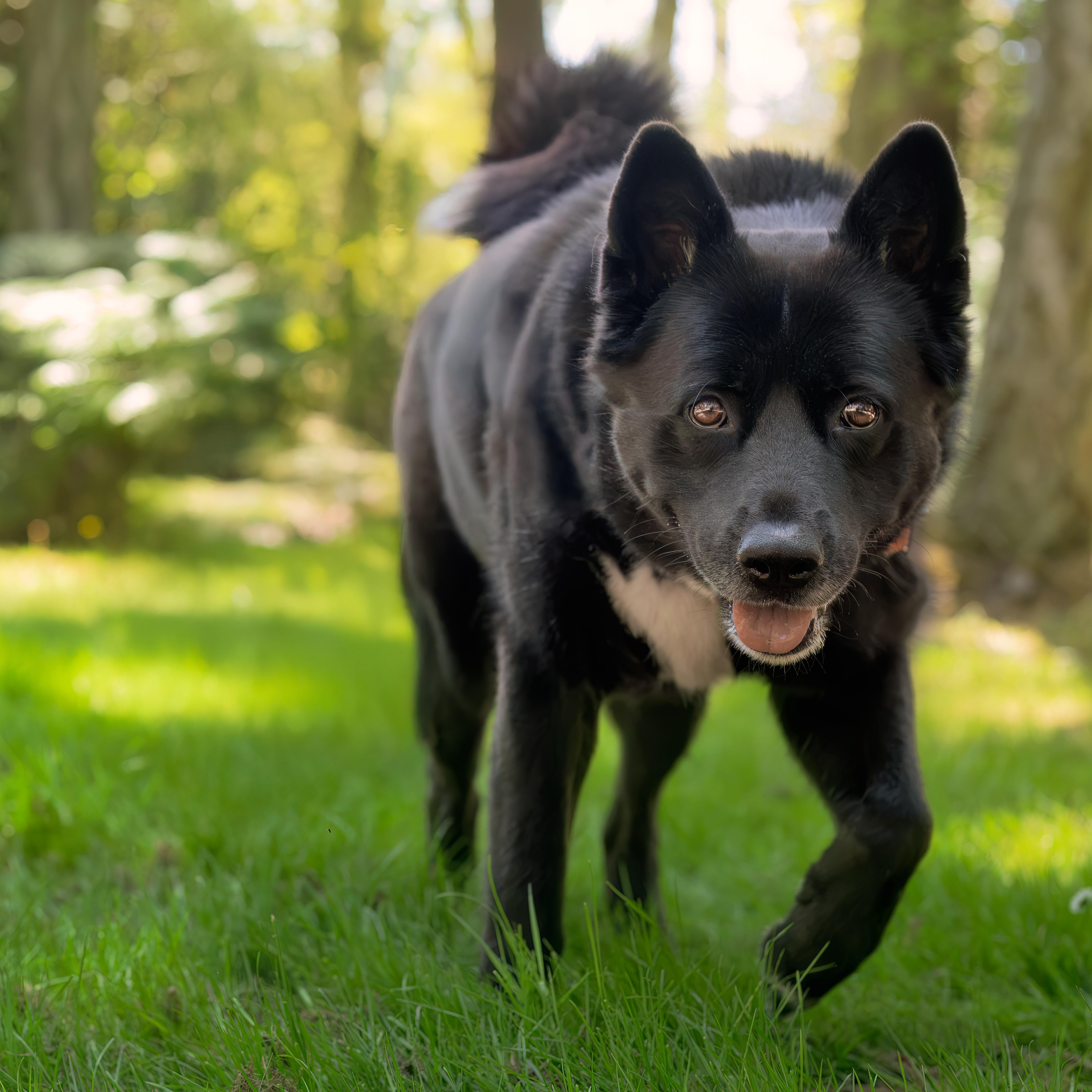 Demi, a ADOPTABLE mixed breed in Friday Harbor, WA image 1/6