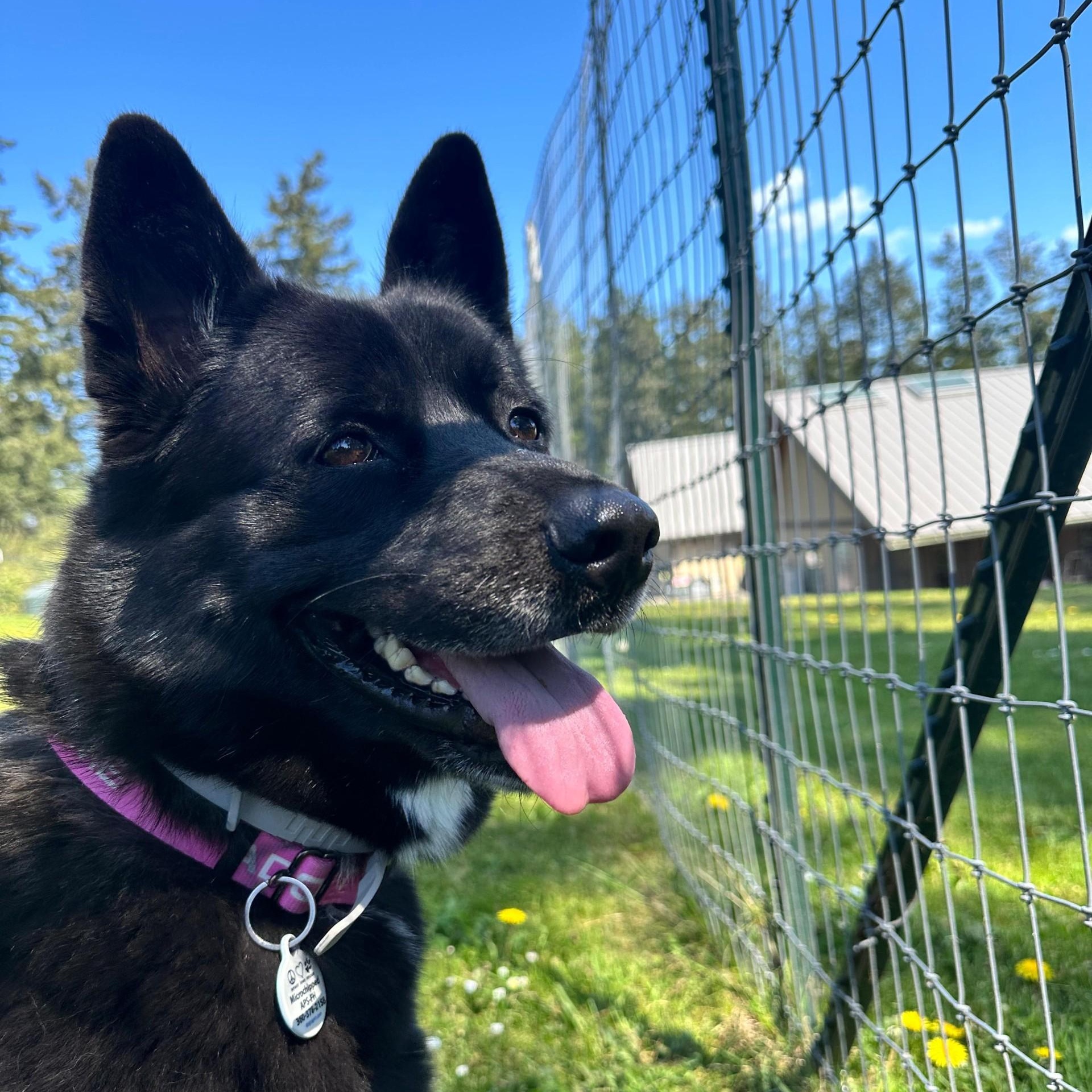 Demi, ADOPTABLE, Adult Female Akita & Shepherd.