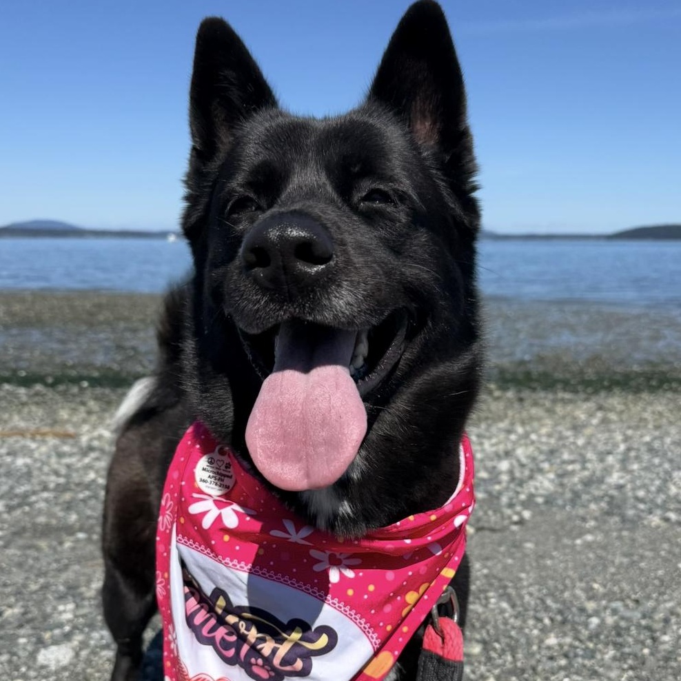 Demi, a ADOPTABLE mixed breed in Friday Harbor, WA image 1/6