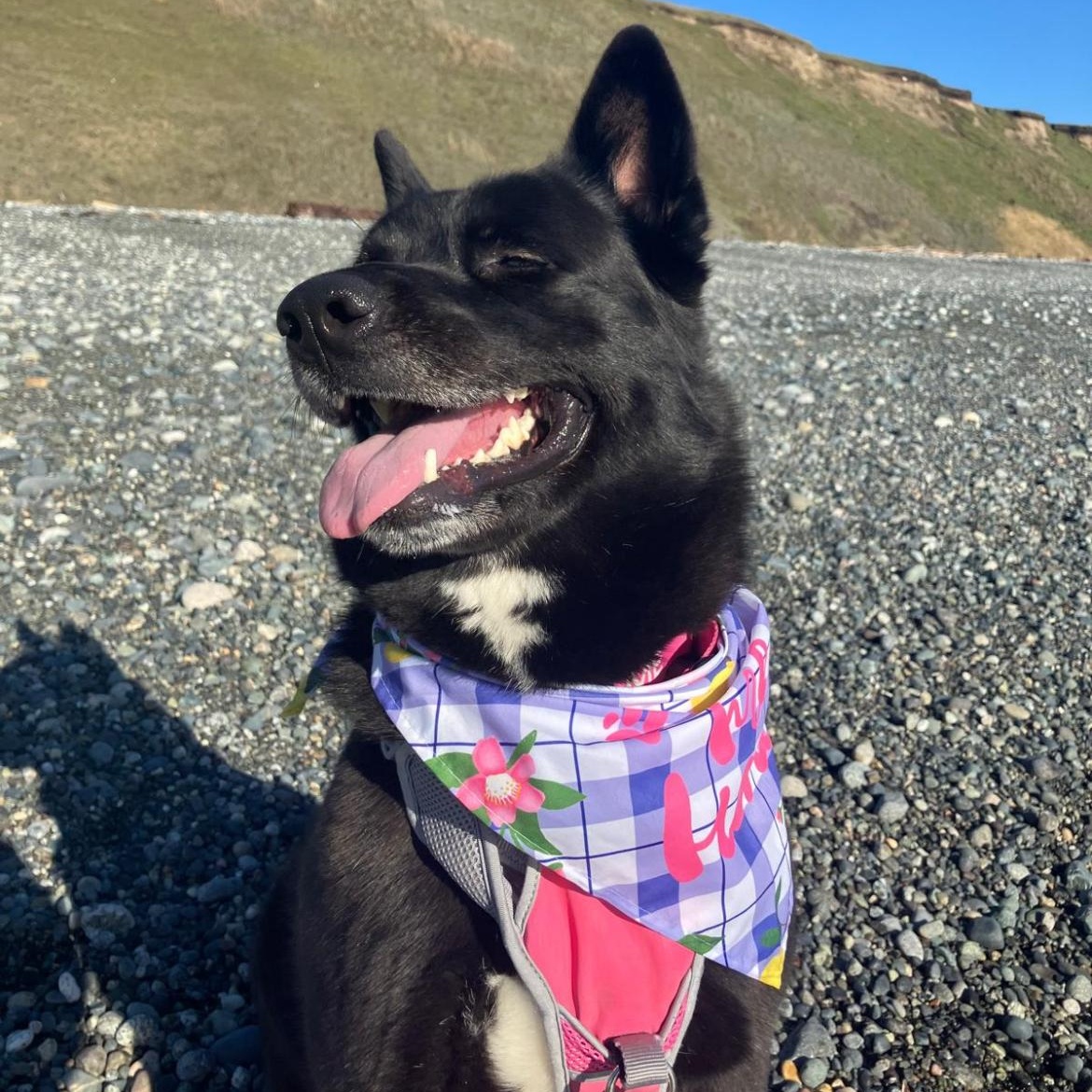 Enlarge Demi, a ADOPTABLE mixed breed in Friday Harbor, WA image 2/4