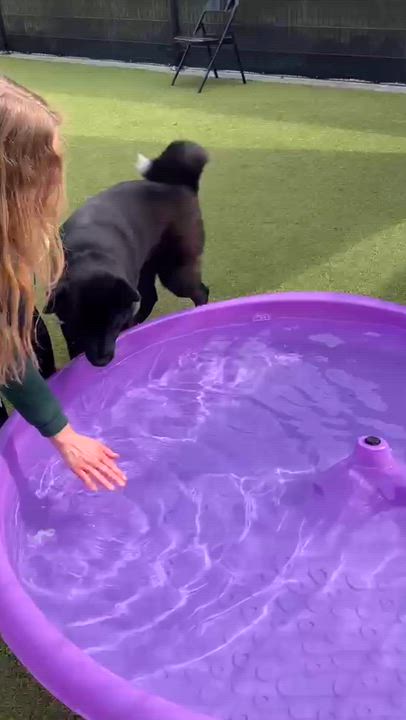 Enlarge Demi, a ADOPTABLE mixed breed in Friday Harbor, WA video 3/4