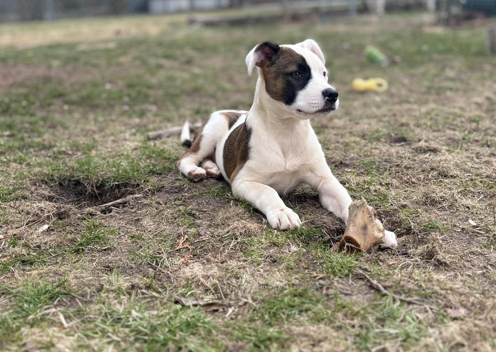 Bloom, Adoptable, Puppy Female Mixed Breed.