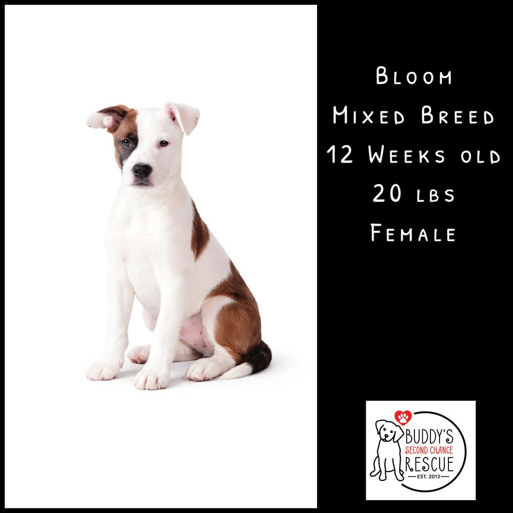 Enlarge Bloom, a Adoptable mixed breed in Amherst, NY image 2/6