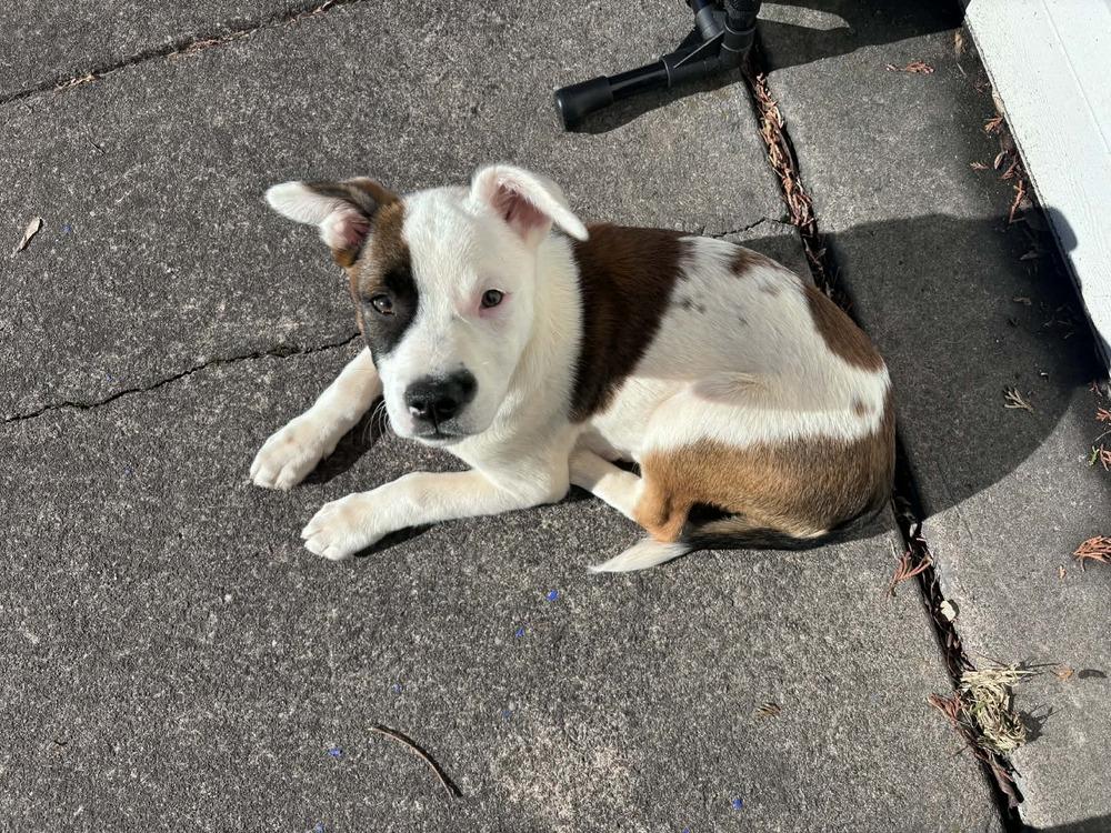 Enlarge Bloom, a Adoptable mixed breed in Amherst, NY image 3/6