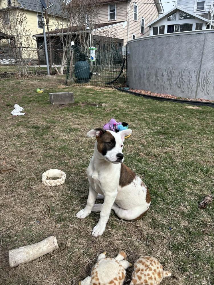 Enlarge Bloom, a Adoptable mixed breed in Amherst, NY image 4/6