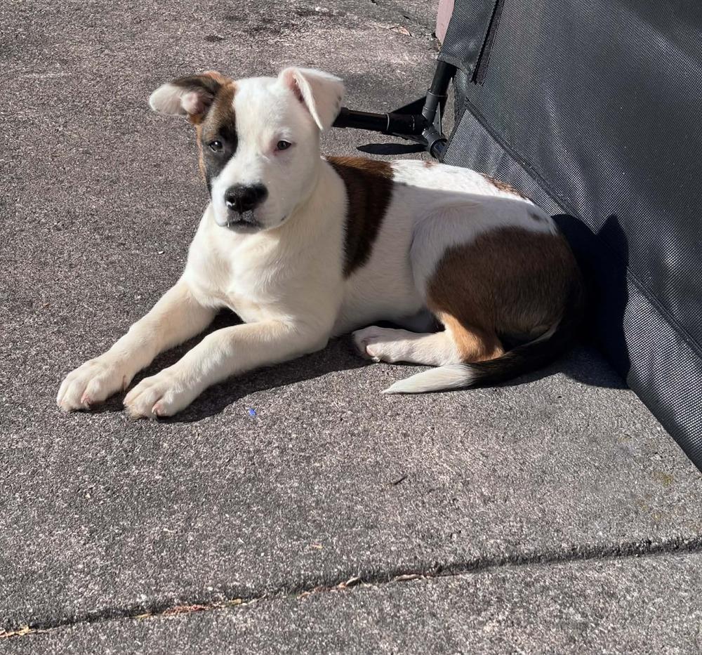 Enlarge Bloom, a Adoptable mixed breed in Amherst, NY image 5/6