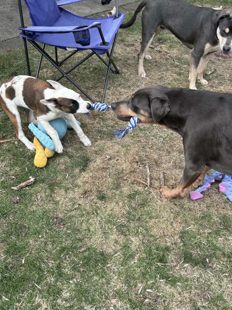 Enlarge Bloom, a Adoptable mixed breed in Amherst, NY image 6/6