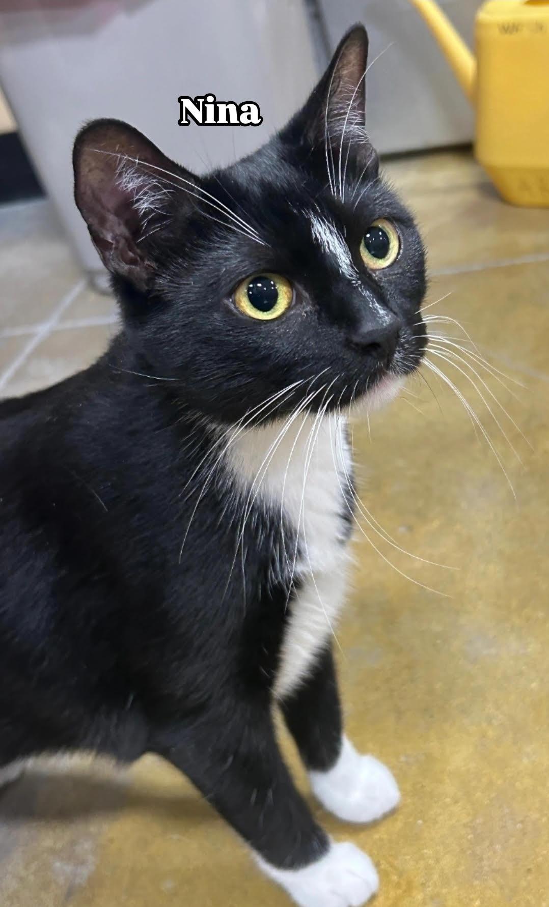 Enlarge Nina & Spade (*bonded pair), a Adoptable Domestic Short Hair in Wheaton, IL image 1/3