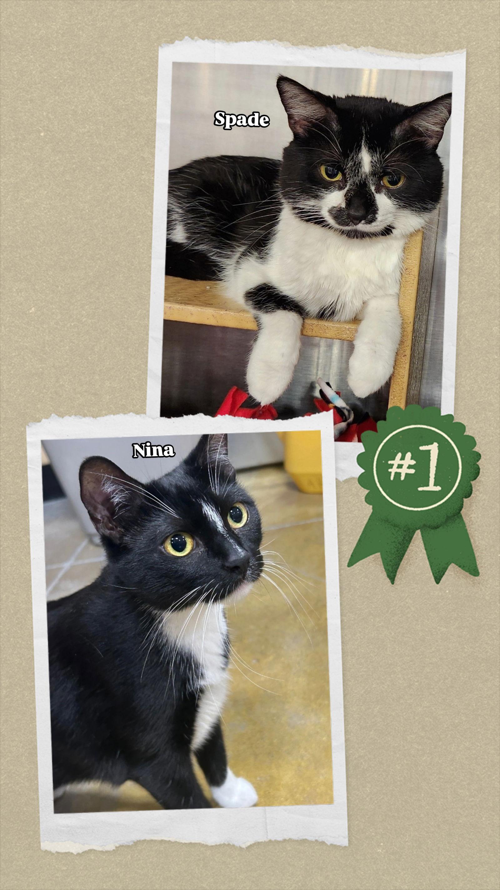 Enlarge Nina & Spade (*bonded pair), a Adoptable Domestic Short Hair in Wheaton, IL image 2/3