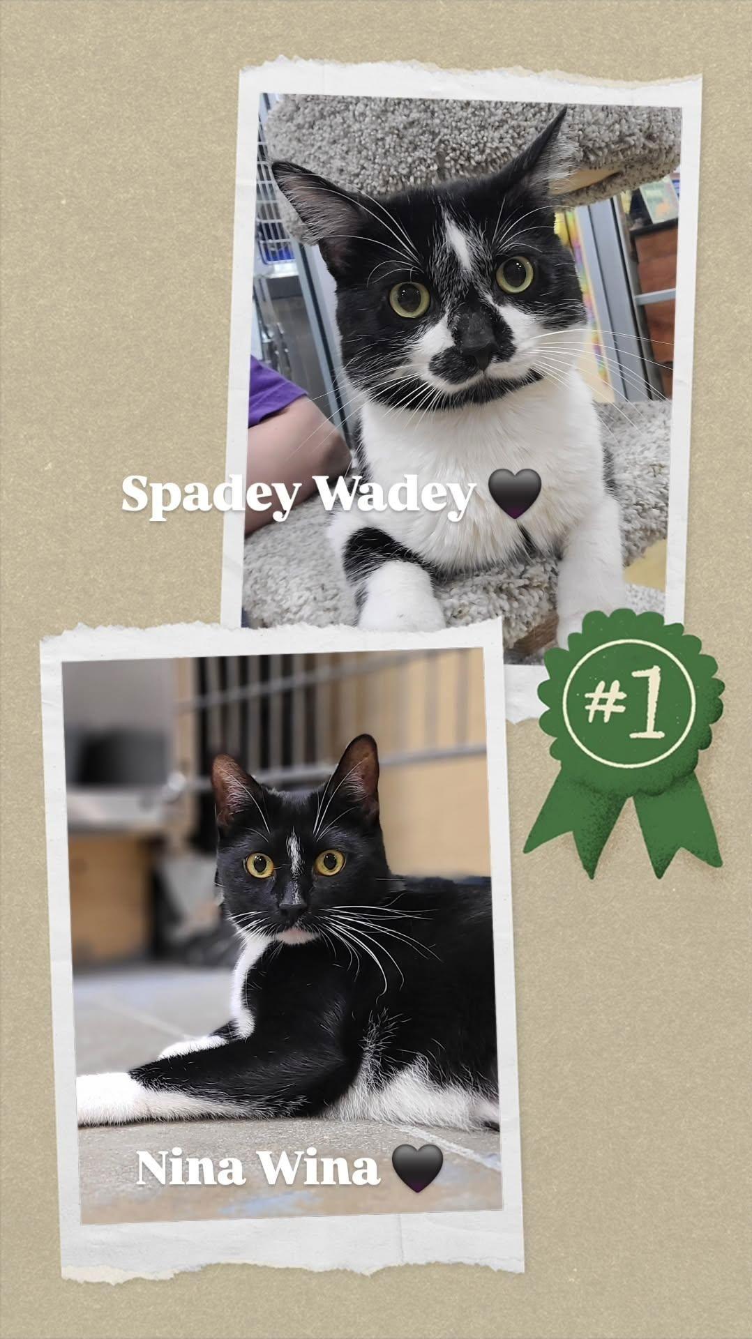 Enlarge Nina & Spade (*bonded pair), a Adoptable Domestic Short Hair in Wheaton, IL image 3/3