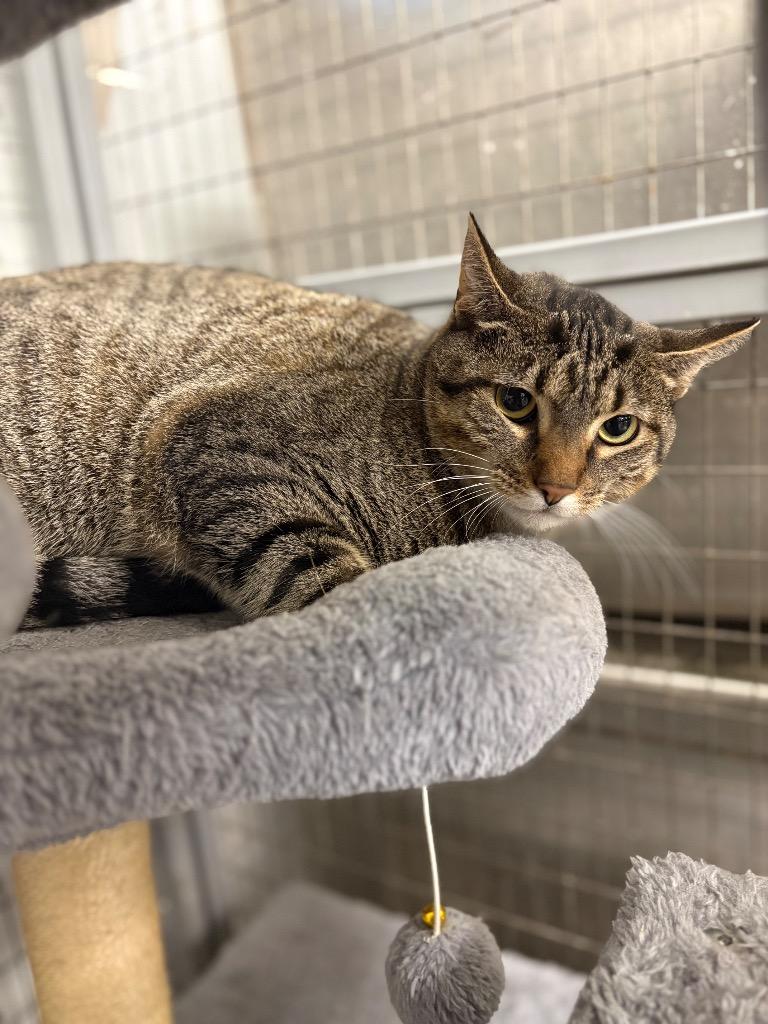 Bitsy, Adoptable, Young Female Domestic Short Hair.