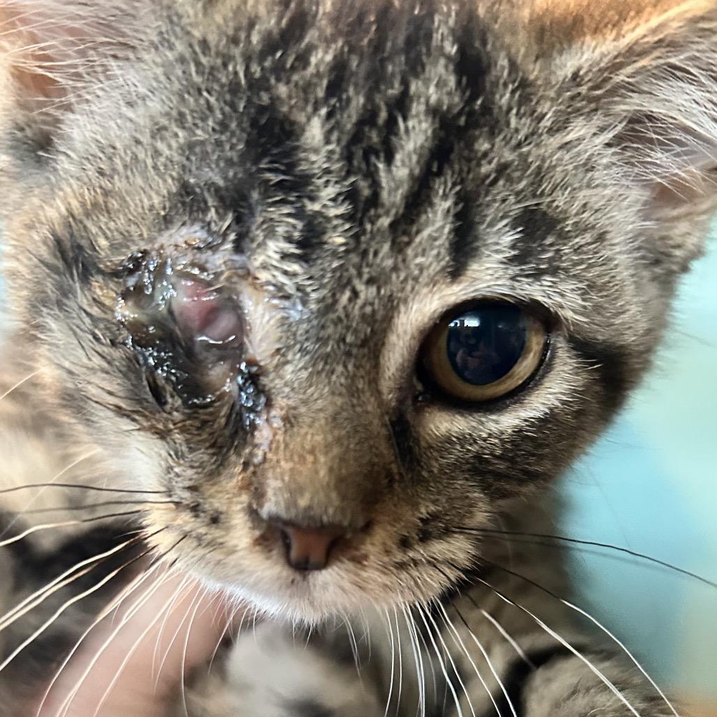 Scout, Adoptable, Kitten Female Domestic Short Hair.
