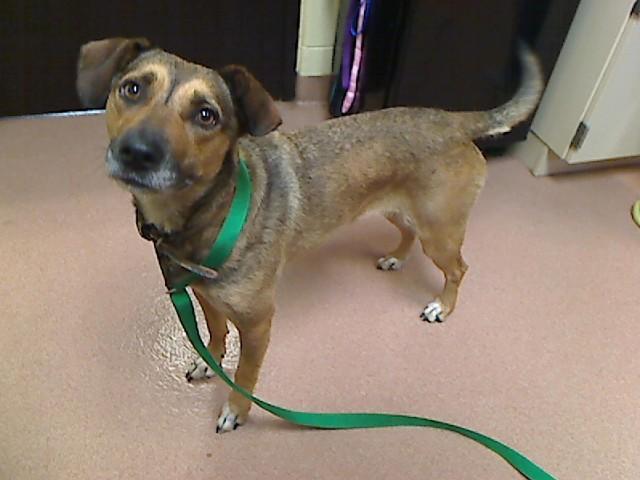 Enlarge PATTIE, a Adoptable mixed breed in Cookeville, TN image 1/1