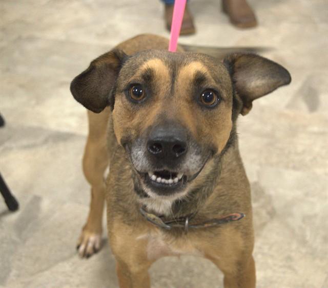 Enlarge PATTIE, a Adoptable mixed breed in Cookeville, TN image 1/1