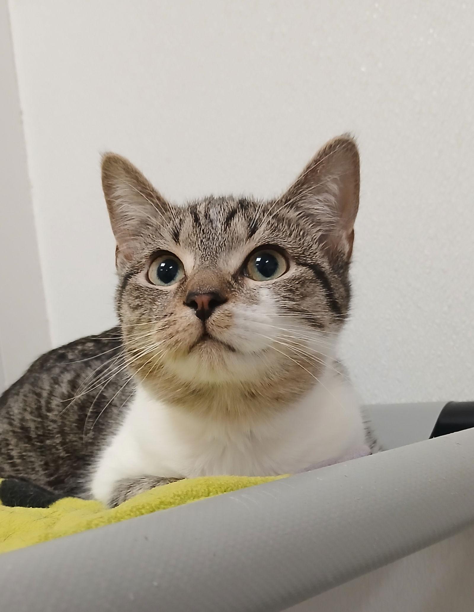 Enlarge Willow, a Adoptable mixed breed in Bay City, MI image 1/1