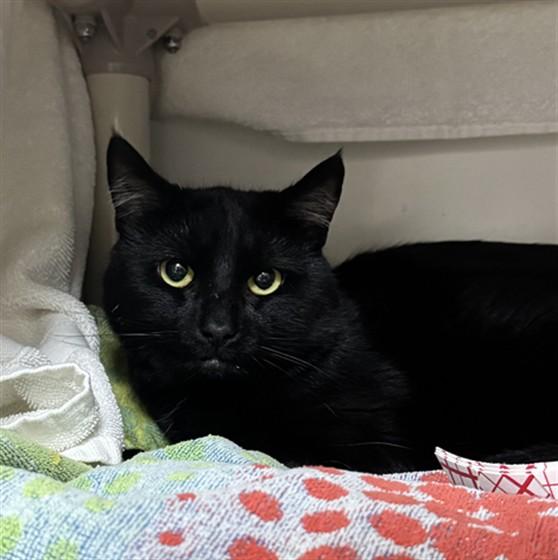 MR. BUSINESS, Adoptable, Young Male Domestic Short Hair.