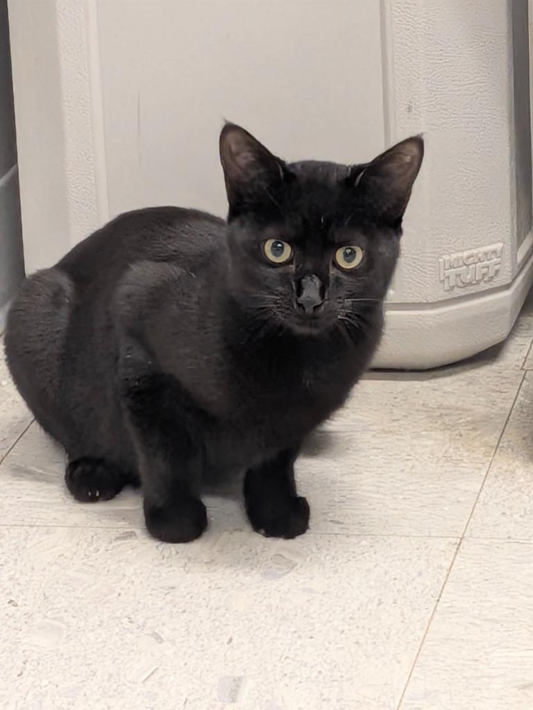JESSE, Adoptable, Kitten Male Domestic Short Hair.