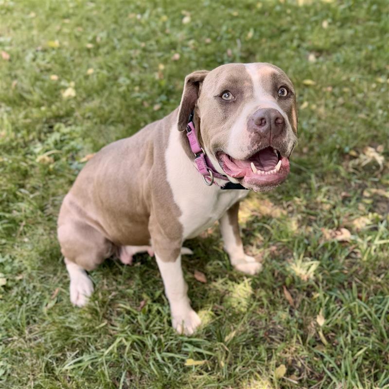 Woofie (SPONSORED), adoptable, Adult Female American Bulldog.