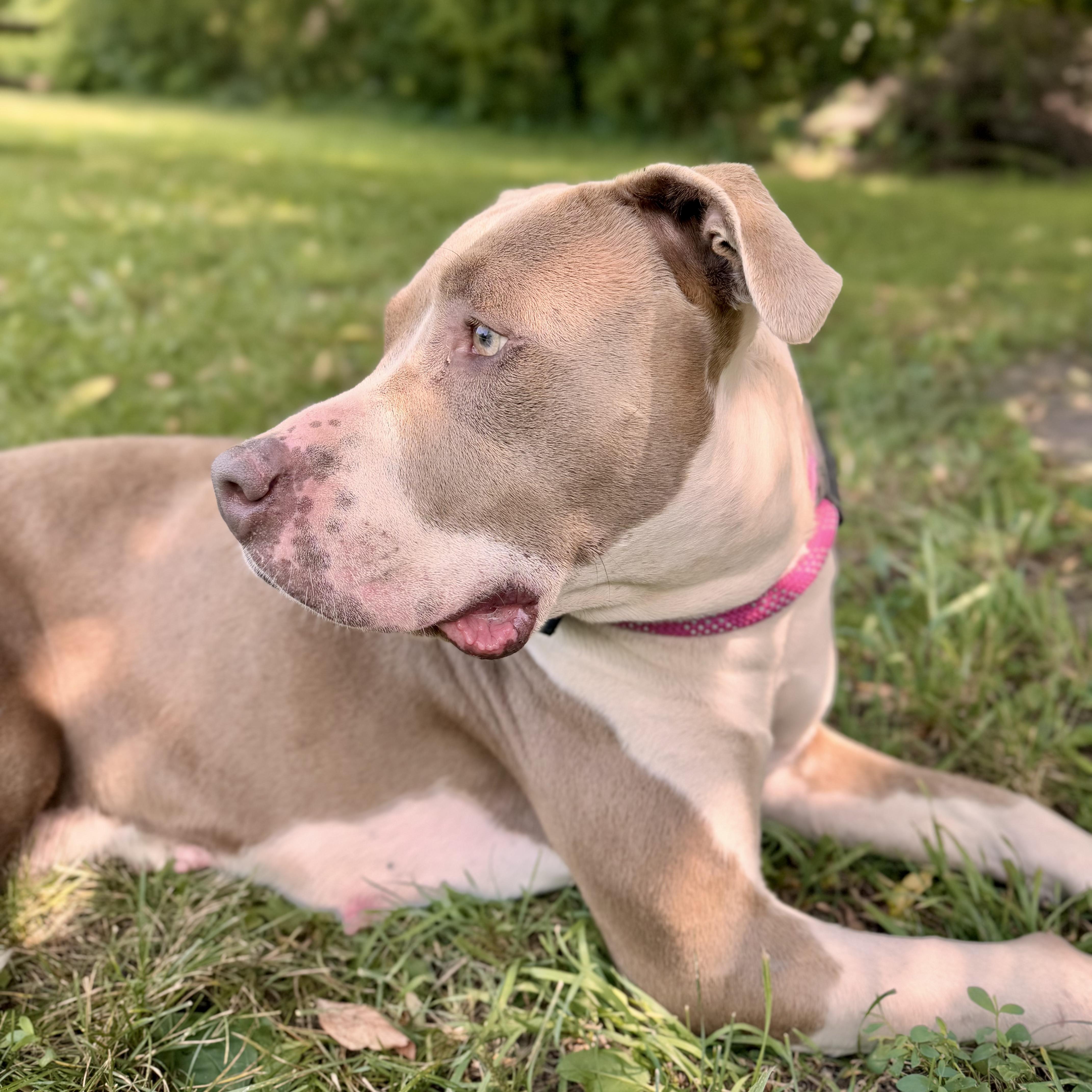 Enlarge Woofie (SPONSORED), an adoptable American Bulldog in Midland, MI image 2/6