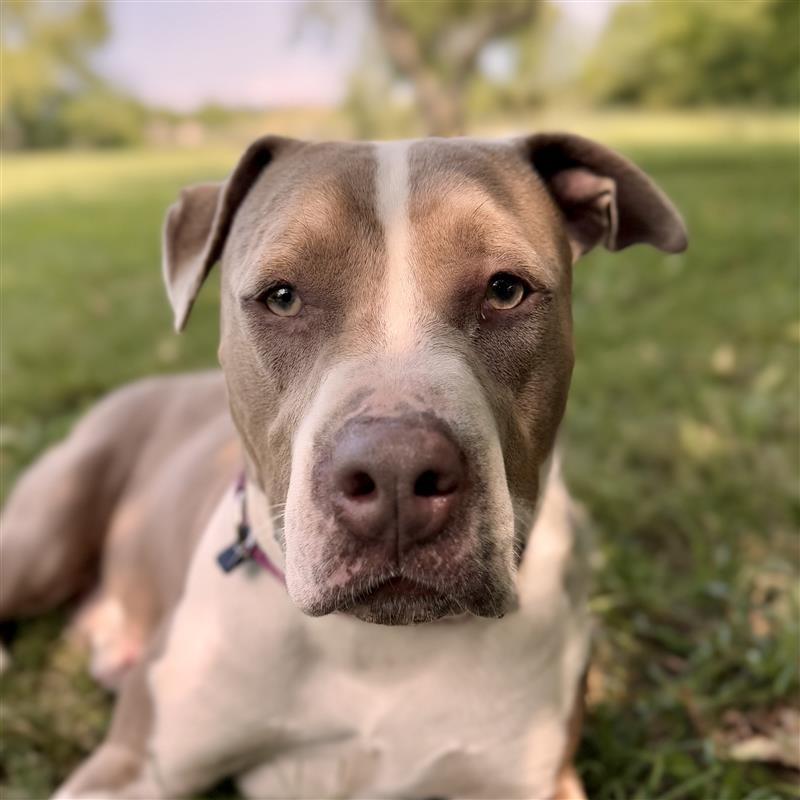 Enlarge Woofie (SPONSORED), an adoptable American Bulldog in Midland, MI image 3/6