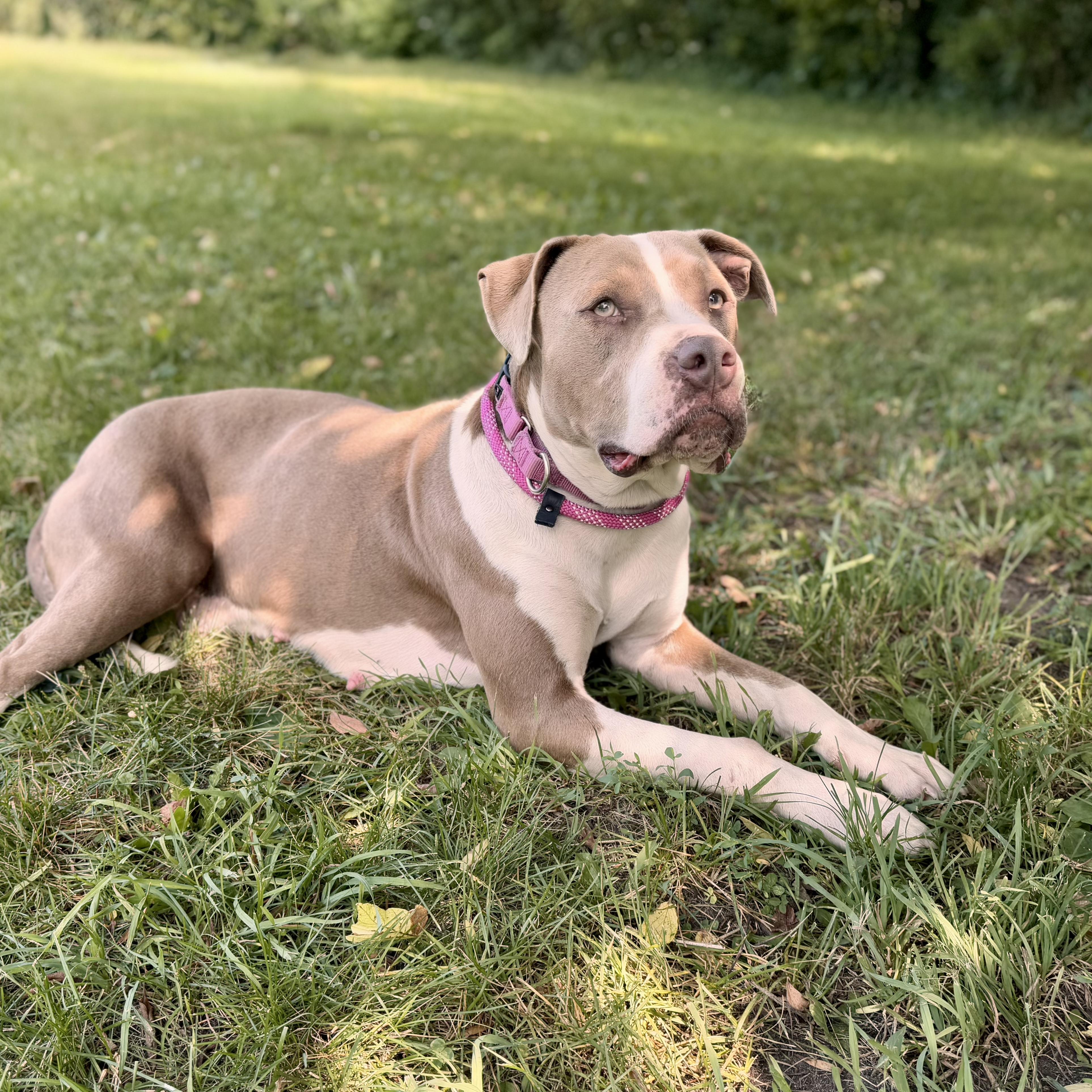 Enlarge Woofie (SPONSORED), an adoptable American Bulldog in Midland, MI image 4/6
