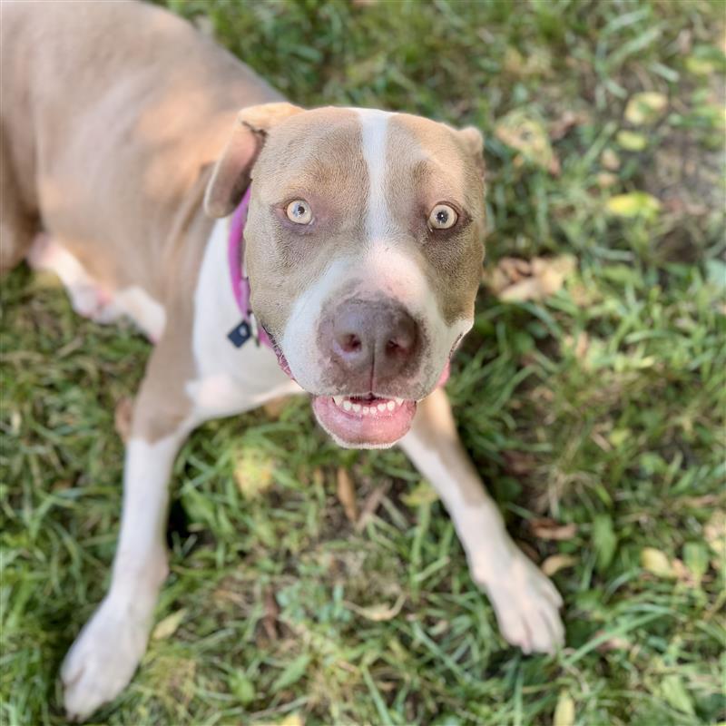 Enlarge Woofie (SPONSORED), an adoptable American Bulldog in Midland, MI image 5/6