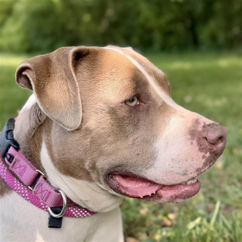 Enlarge Woofie (SPONSORED), an adoptable American Bulldog in Midland, MI image 6/6